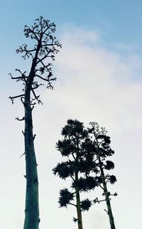 Low angle view of silhouette tree against sky