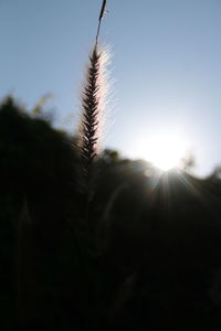 Close-up of sunlight against clear sky