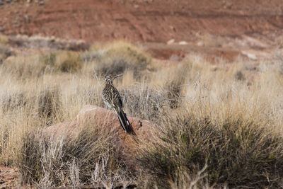 Back view of greater roadrunner perched on pink rock with head in profile