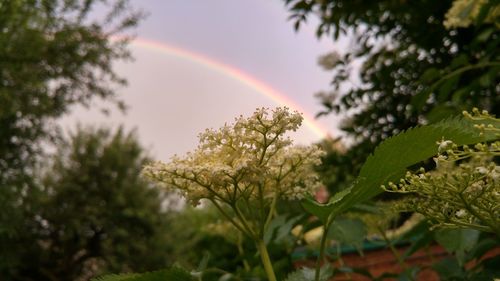 Scenic view of rainbow over trees
