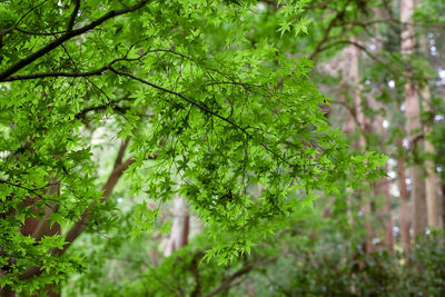 Low angle view of trees in garden