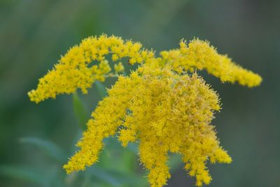 Close-up of yellow flowering plant