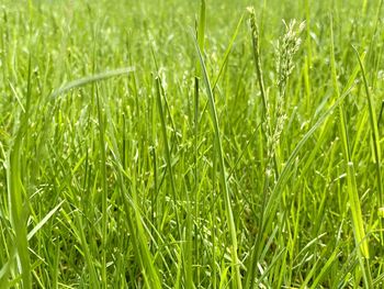 Full frame shot of dew on grass