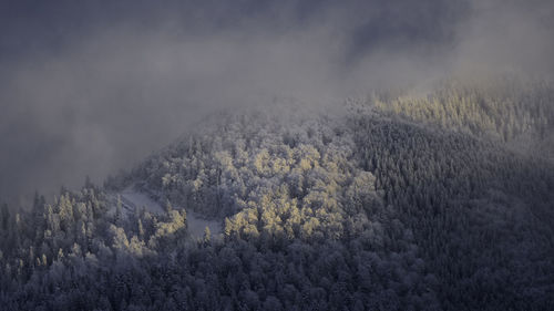 Scenic view of forest against sky during winter