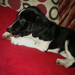 Dog relaxing on red floor