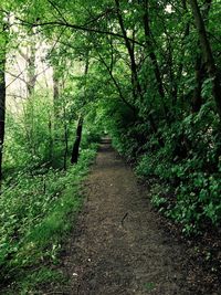 Dirt road amidst trees