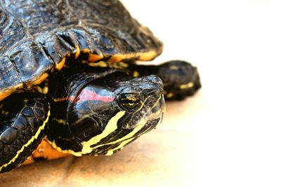 Close-up of tortoise