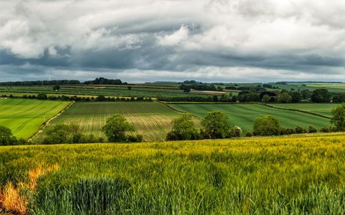 Scenic view of agricultural field against sky