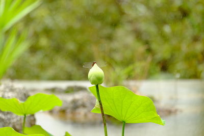 Close-up of green leaf