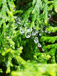 Close-up of wet plant leaves