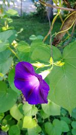 Close-up of purple flower