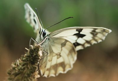 Close-up of butterfly on flower