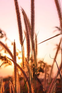 Close-up of plants growing on field against sky