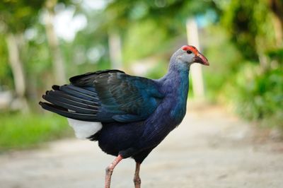 Close-up of a bird