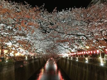 Illuminated trees against sky at night