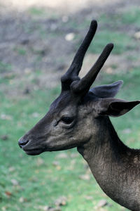 Close-up of deer