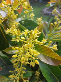 Close-up of yellow flower