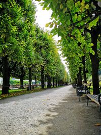 Empty road along trees in park