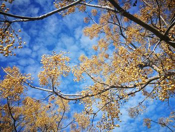 Low angle view of flower tree against blue sky