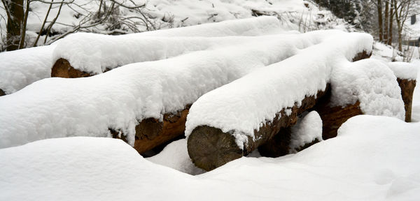 Snow covered land and trees