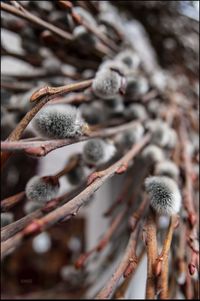 Close-up of flowers on tree