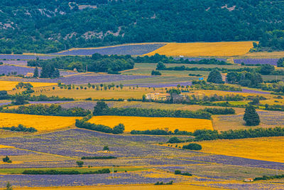 Scenic view of agricultural field