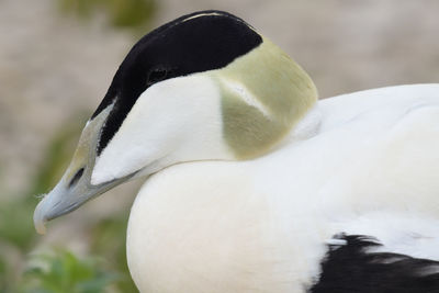 Close up portrait of a male eider duck