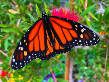 Close-up of butterfly pollinating flower