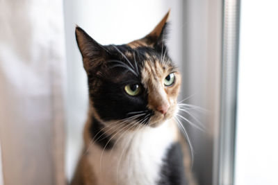 Close-up of cat looking away while sitting by window