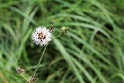 Close-up of butterfly on flower