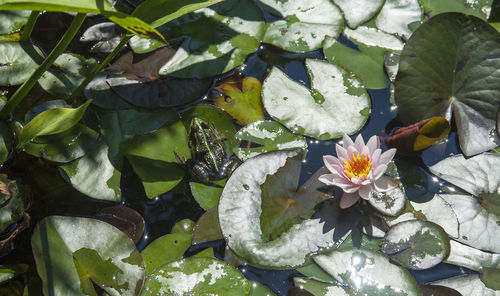 Close-up of lotus water lily