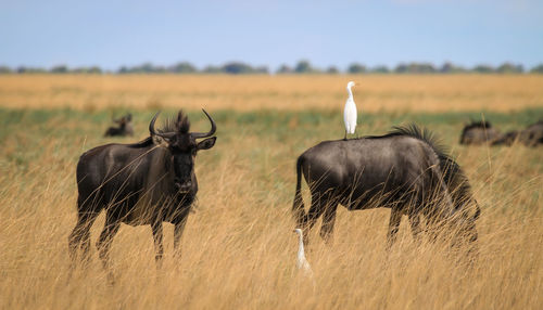 Wildebeests on grass