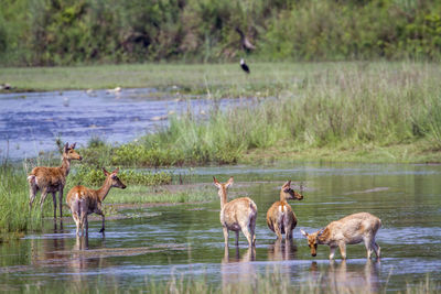 Horses in a lake