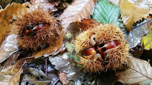 Close-up of fruits