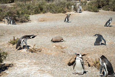 High angle view of penguins walking on shore