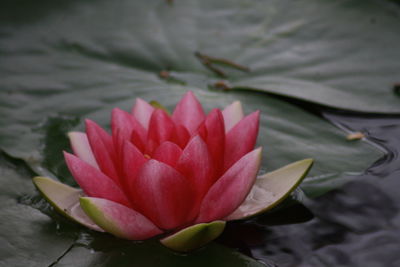 Close-up of pink lotus water lily in pond