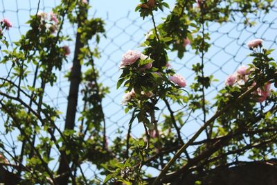 Low angle view of flower tree against sky