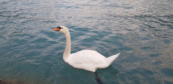 High angle view of swan swimming in lake