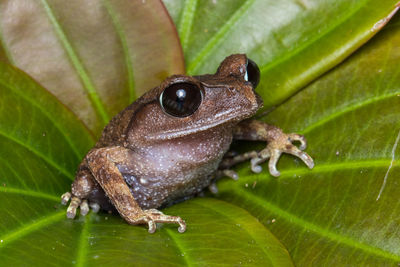 Close-up of frog on leaves