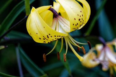 Close-up of yellow flowering plant