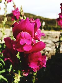 Close-up of pink rose blooming against sky