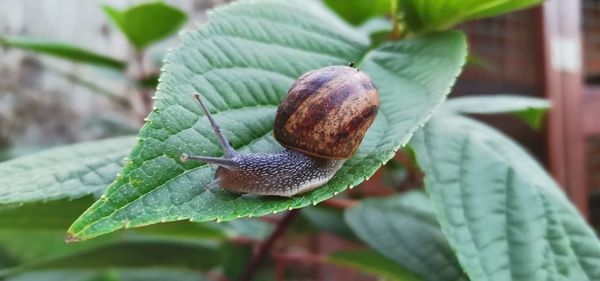 Close-up of snail on leaves