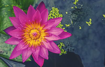 Close-up of flower blooming in water