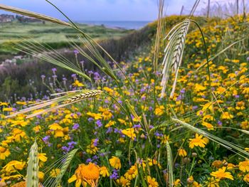 Close-up of yellow flowering plants on field