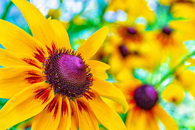 Close-up of purple black-eyed yellow flower