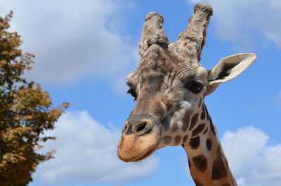 Low angle view of giraffe against sky