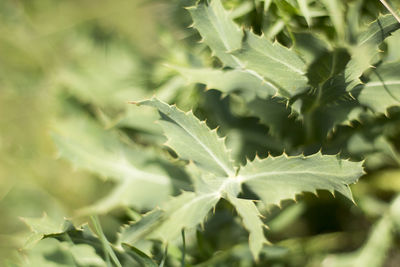 Close-up of leaves