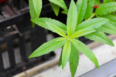 Close-up of potted plant leaves