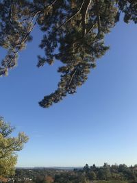 Low angle view of trees against clear sky