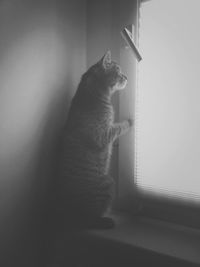 Cat looking away